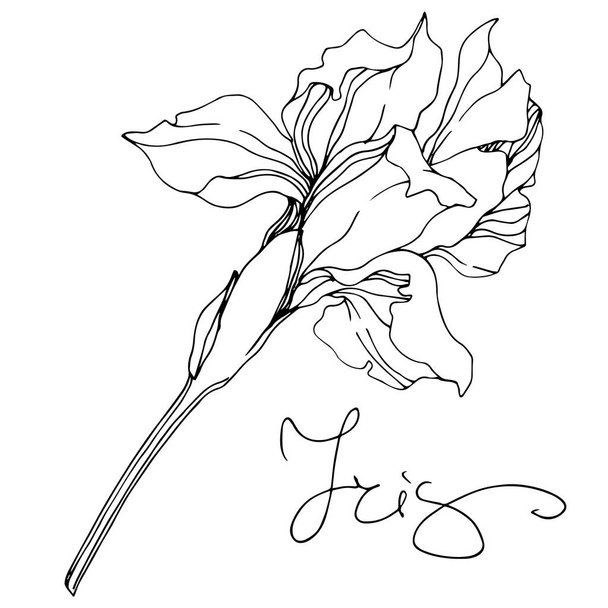 Vector monochrome isolated iris flower illustration on white background - Вектор,изображение