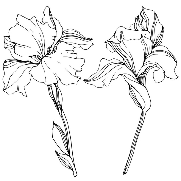 Vector monochrome isolated irises illustration on white background - Vettoriali, immagini