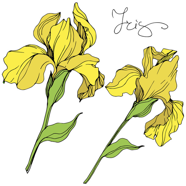 Vector yellow isolated irises illustration on white background - Vecteur, image