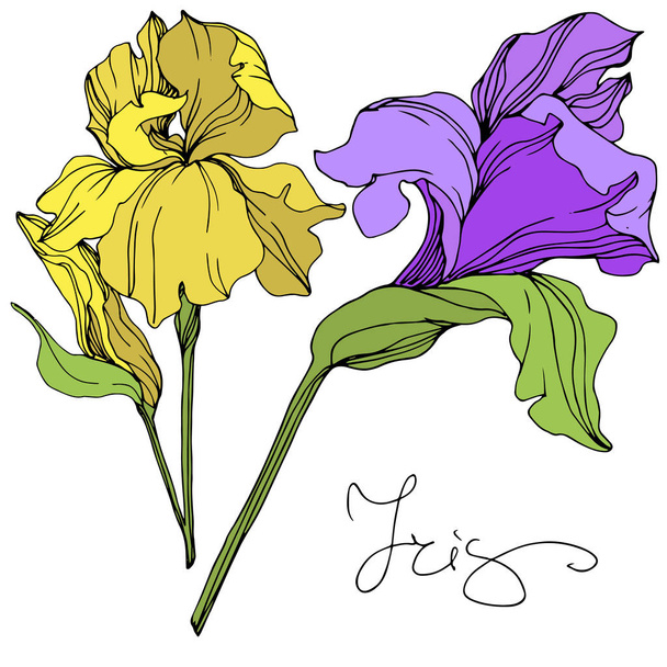Vektorové ilustrace izolované kosatce žluté a fialové na bílém pozadí - Vektor, obrázek