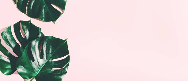 green monstera leaves on pink background - Photo, Image
