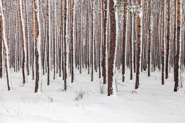 Téli táj. Fehér hó borít föld és a fák. Fenséges hangulatát. Havas természet. Hóval borított fák törzsét - Fotó, kép