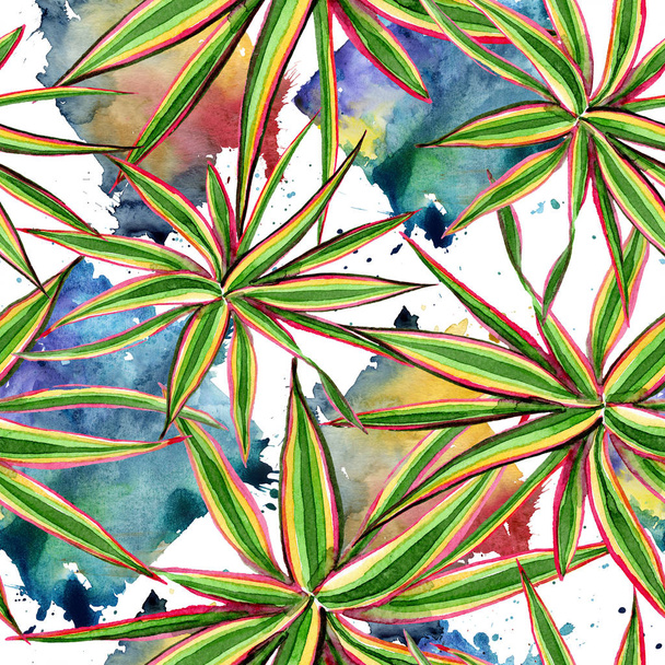 Dracaena marginata tricolor. Watercolor background illustration set. Seamless background pattern. - Foto, immagini