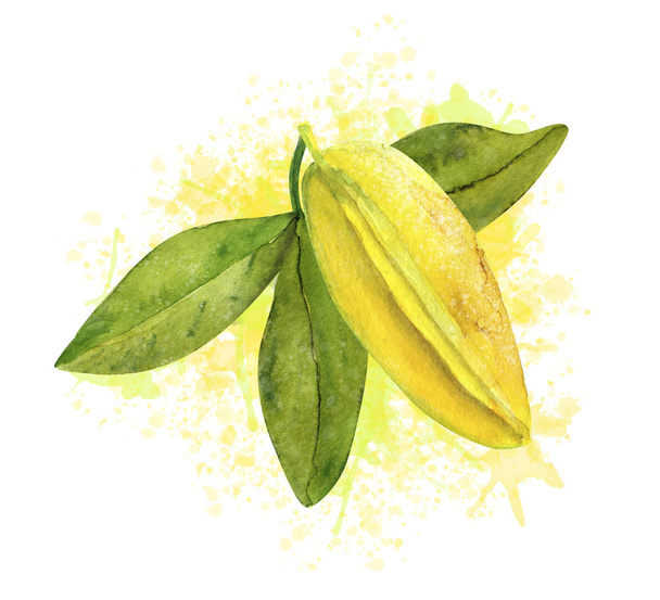 Composition with watercolor starfruit - Photo, image