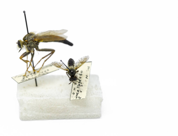 hyönteiset mehiläiset, kärpäset, ampiaiset hyönteisten entomologisessa kokoelmassa. entomologia, hyönteiset korkokengissä
 - Valokuva, kuva