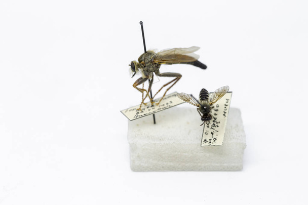 owady pszczoły, muchy, osy w entomologicznego zbioru owady. entomologia, owady na wysokich obcasach - Zdjęcie, obraz
