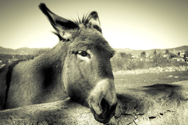Donkey in het veld. Soort(en) in uitsterven. Geen mensen - Foto, afbeelding