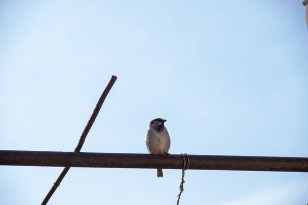 One sparrow sits on a pipe on the background of a blue spring sky with copyspace - Φωτογραφία, εικόνα