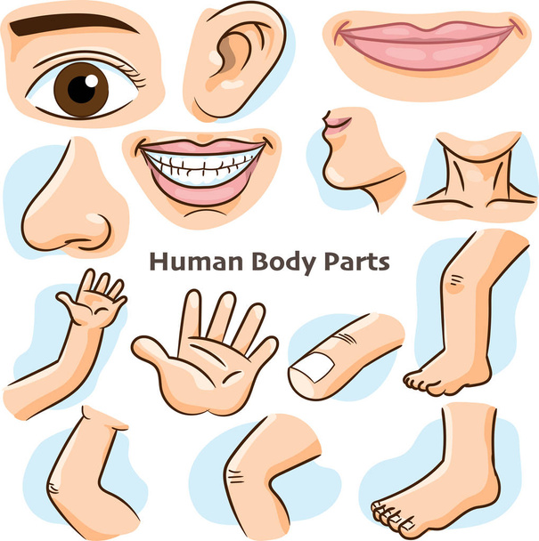 Partes del cuerpo humano, diferentes partes del cuerpo para enseñar. Detalles del cuerpo, diseño plano de dibujos animados - Vector Illustration
. - Vector, Imagen