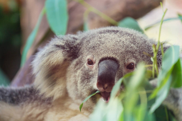 Un koala carino da vicino
 - Foto, immagini