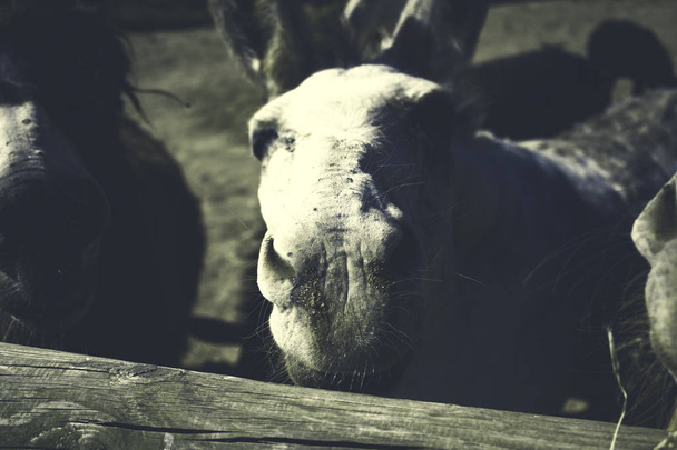 Esel auf Bauernhof - Foto, Bild