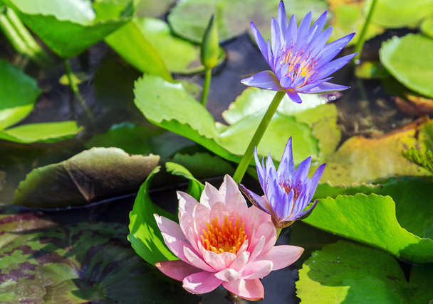 Lotus Flowers blooming Water Lily flower natural leaves Spring Green backgrounds - Photo, image