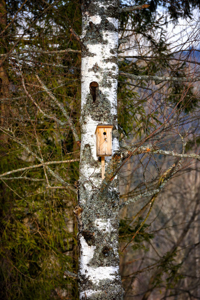 Birdhouse on a tree in a birch grove in the spring - Фото, зображення