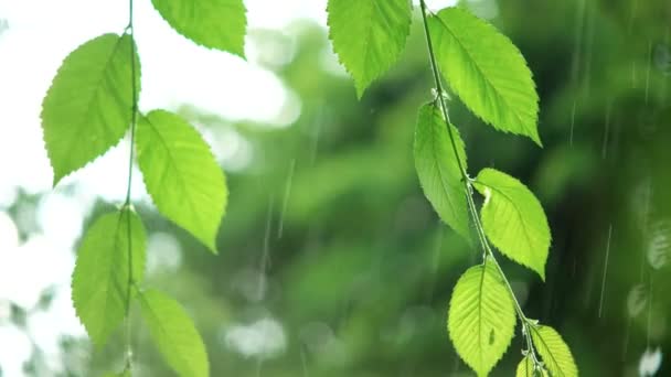 Zielone liście w deszczowa pogoda - Materiał filmowy, wideo