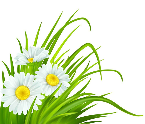Daisies és a friss, zöld fű tavasszal háttér. Vektoros illusztráció - Vektor, kép