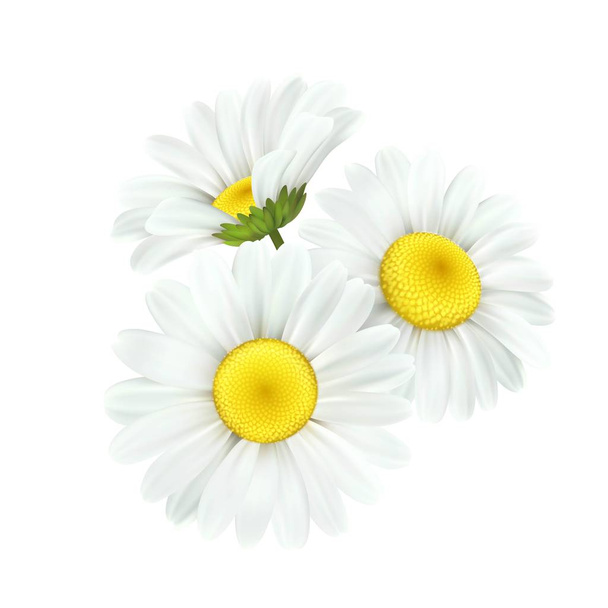 Chamomile daisy flower isolated on white background. Vector illustration - Vector, Image