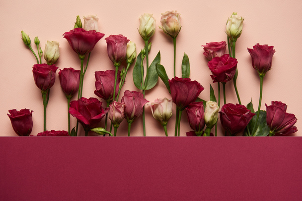 ανθισμένο ροζ και λευκά λουλούδια με πράσινα φύλλα σε ροζ φόντο  - Φωτογραφία, εικόνα