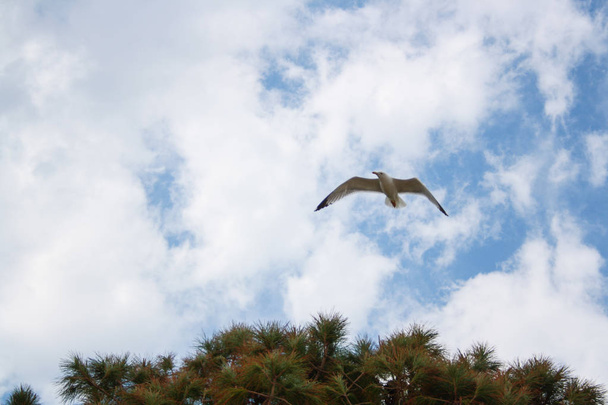 One alone seagull soaring highly - Zdjęcie, obraz