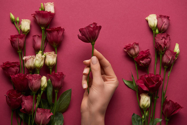 cropped view of woman holding eustoma flower in hand on ruby background  - Φωτογραφία, εικόνα