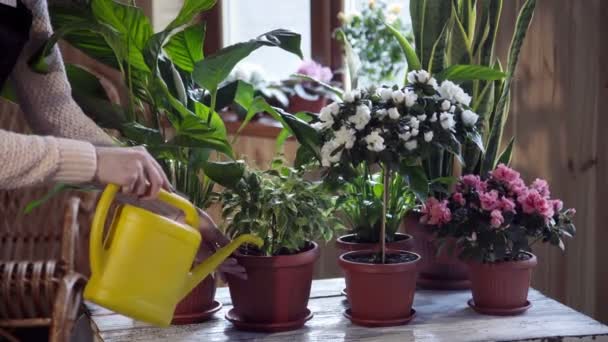 Νεαρή γυναίκα πότισμα λουλουδιών μέσα στο σπίτι - Πλάνα, βίντεο