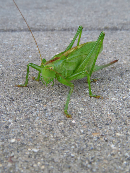 Big green grasshopper on gray background, close up - Photo, Image