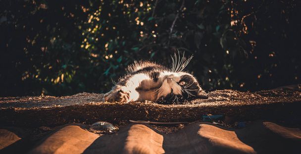 the cat is lying in the sun - Фото, зображення