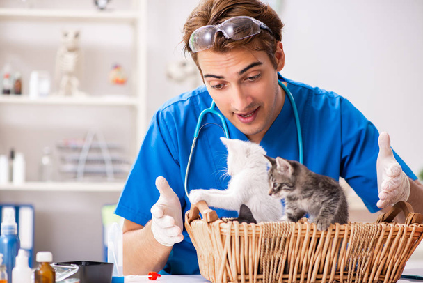 Врач-ветеринар осматривает котят в больнице для животных - Фото, изображение