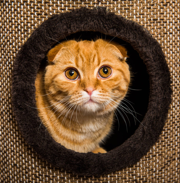 Scottish Fold červený kočka kočka dům - Fotografie, Obrázek
