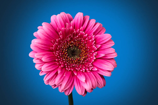 Close-up shot van roze gerbera met druppels tegen donkerblauwe achtergrond. - Foto, afbeelding