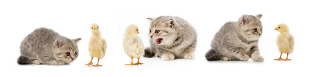 koláž kočka a kuřata izolované na bílém - Fotografie, Obrázek