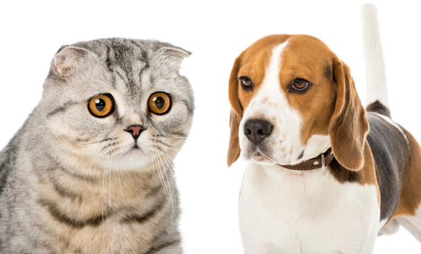 collage of cat and dog isolated on white - Foto, immagini