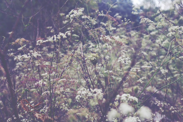 Wild flowers on  field in autumn. - Photo, image