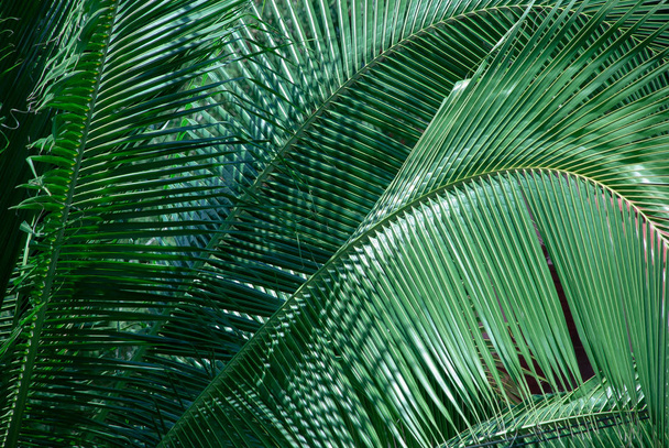 Primer plano de las ramas de las palmas iluminadas por el sol
 - Foto, imagen