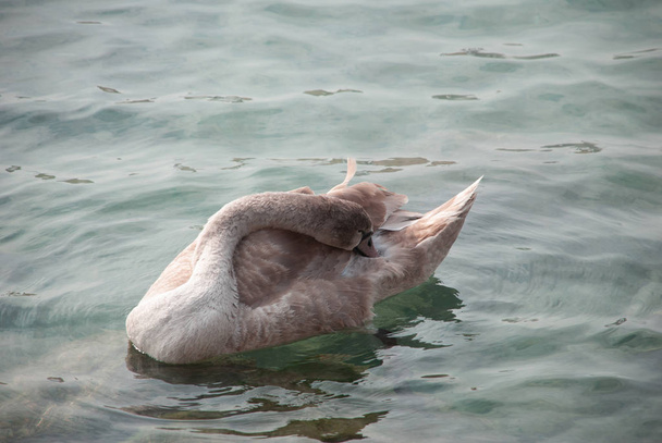Cisne com o bico imerso nas asas
 - Foto, Imagem