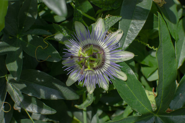 Пассіфлора або квітка пристрасті в саду з фоном зеленого листя
 - Фото, зображення
