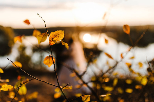 Yellow leaves on golden sunset background  - Valokuva, kuva