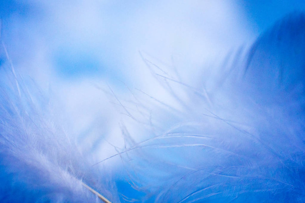 Pluma de cerca. Protector de pantalla de fondo en la parte principal de las plumas. La textura de la pluma. Fondo azul. Plumas azules. Fondo borroso
 - Foto, imagen