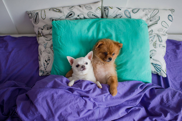 top view of cute pomeranian and chihuahua puppies lying on pillows under blanket - Fotoğraf, Görsel