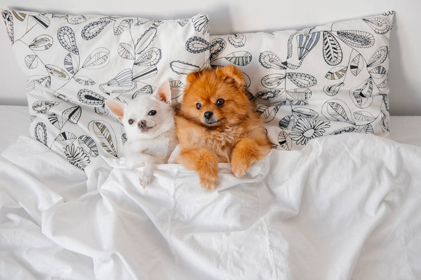 top view of cute pomeranian and chihuahua puppies lying on pillows under blanket - Fotografie, Obrázek