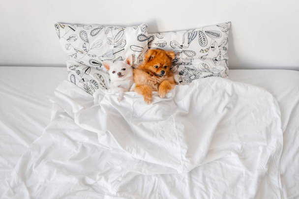 top view of cute pomeranian and chihuahua puppies lying on pillows under blanket - 写真・画像