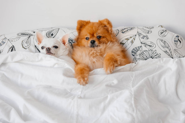 top view of cute pomeranian and chihuahua puppies lying on pillows under blanket - Foto, imagen