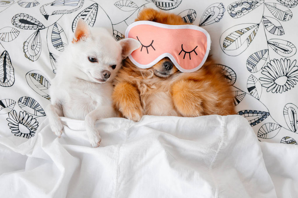 top view of cute pomeranian and chihuahua puppies lying on pillows under blanket - Фото, зображення