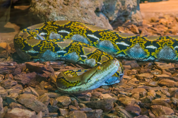 pitone reticolato giallo e marrone strisciante sul pavimento, testa di serpente in primo piano, serpente popolare dall'Asia
 - Foto, immagini