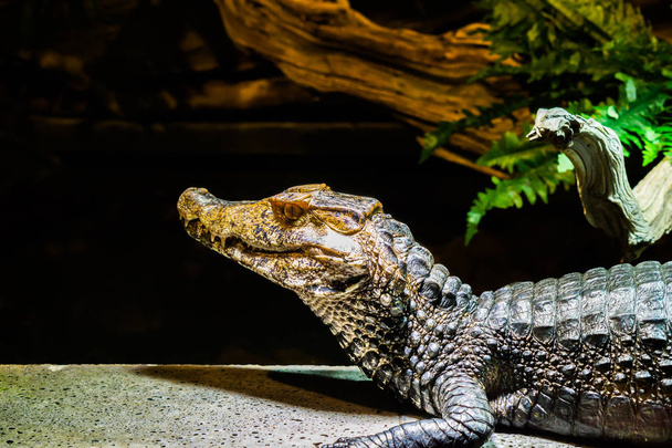 cabeça de um crocodilo caiman juvenil em close-up, um jacaré tropical da América - Foto, Imagem