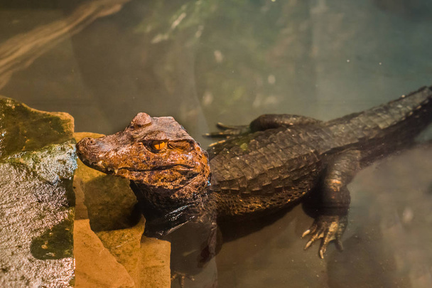 νεανική νάνος caiman κροκόδειλος στέκεται στο νερό, αλιγάτορας σε closeup, τροπικό ερπετό κατοικίδιο ζώο από την Αμερική - Φωτογραφία, εικόνα