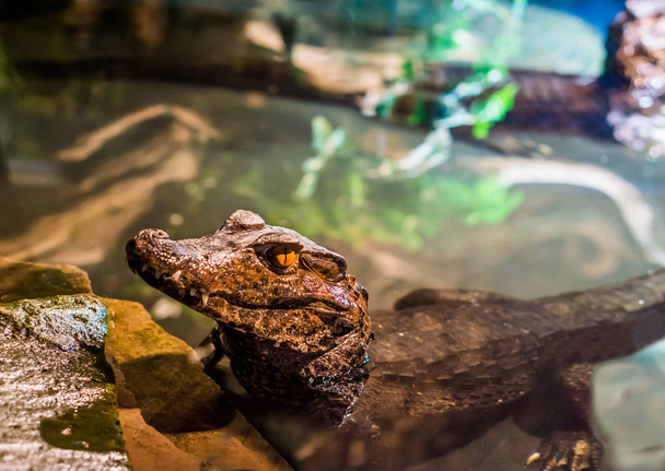 νεανικός νάνος caiman κροκόδειλος ξαπλωμένος στο νερό με το κεφάλι του σε κοντινό πλάνο, τροπικός αλιγάτορας από την Αμερική - Φωτογραφία, εικόνα