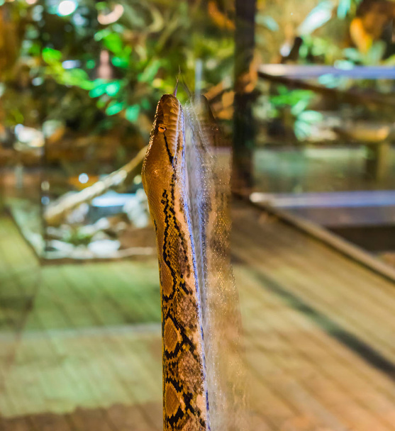 Gedetailleerde python klimmend tegen een glazen raam, grappig dierengedrag, populair tropisch huisdier uit Azië - Foto, afbeelding