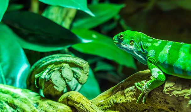 iguana verde con bandas de Fiji trepando en una rama de árbol con la cabeza en primer plano, lagarto tropical y en peligro de extinción de las Islas Fiji - Foto, imagen