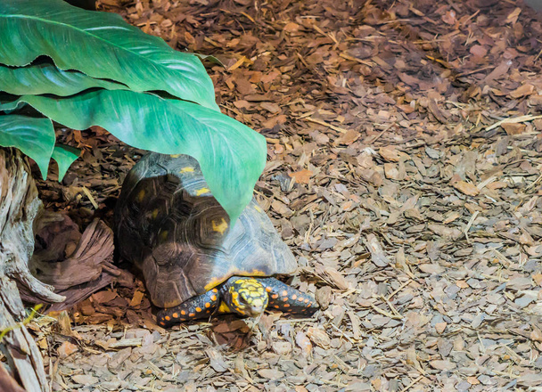tortuga de patas rojas tendida bajo una hoja verde, especie de tortuga tropical amenazada de América
 - Foto, Imagen