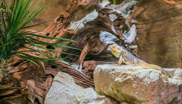 centralny brodaty smok jaszczurka stojący na skale, popularny gad zwierzak z Australii - Zdjęcie, obraz